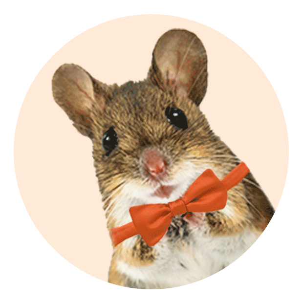 Promotion/Medimouse/Bewerbung 1