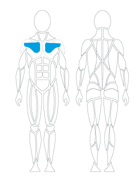 Glenohumeral internal rotation, David Health, Schulterkonzept