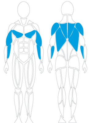 Zielmuskeln, Therapie, Krafttraining, David Health, Domitner GmbH, Schulterübungen, Physiotherapie, Therapiegerät,