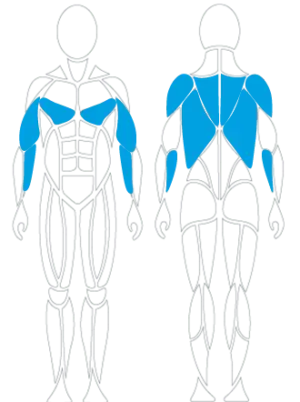 Zielmuskeln, Therapie, Krafttraining, David Health, Domitner GmbH, Schulterkonzept, Schulter David,